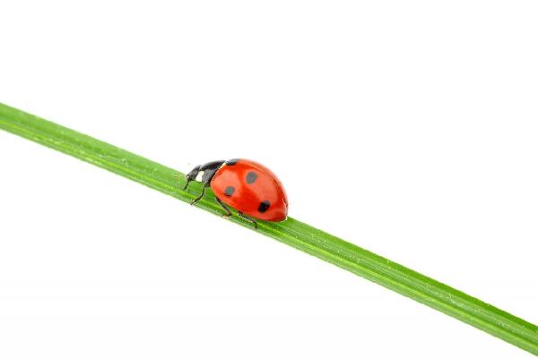 輸入壁紙 カスタム壁紙 PHOTOWALL / Ladybug on a Straw (e20345)