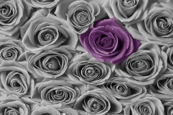 輸入壁紙 カスタム壁紙 PHOTOWALL / Roses - Purple and Grey (e21465)