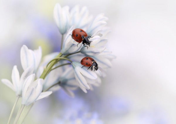 輸入壁紙 カスタム壁紙 PHOTOWALL / Ladybugs on White Flower (e22394)