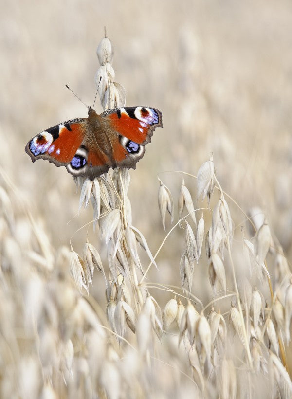 輸入壁紙 カスタム壁紙 PHOTOWALL / Peacock Butterfly on Oats (e22577)