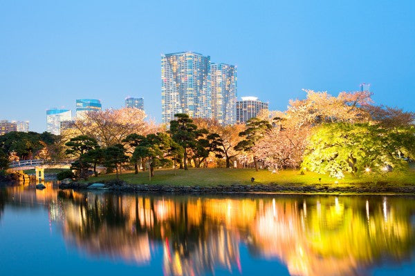 輸入壁紙 カスタム壁紙 PHOTOWALL / Cherry blossom at Hamarikyu Gardens, Chuo Ward - Tokyo (e22843)