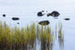 輸入壁紙 カスタム壁紙 PHOTOWALL / Stones in Water, Gotland (e23050)