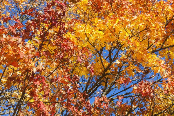 輸入壁紙 カスタム壁紙 PHOTOWALL / Autumn Leaves, Gotland (e23054)