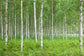 輸入壁紙 カスタム壁紙 PHOTOWALL / Summer Birch Forest (e23070)