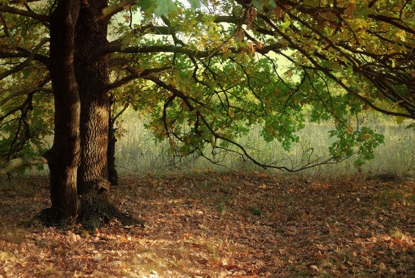 輸入壁紙 カスタム壁紙 PHOTOWALL / Evening Sun Beams on Autumn Leaves of Oak Tree (e23171)