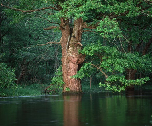 輸入壁紙 カスタム壁紙 PHOTOWALL / Oak Flooded by River (e23516)