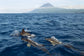 輸入壁紙 カスタム壁紙 PHOTOWALL / Dolphins in the Azores (e23522)