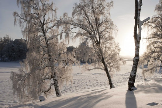 輸入壁紙 カスタム壁紙 PHOTOWALL / Snow-Covered Silver Birches (e23612)