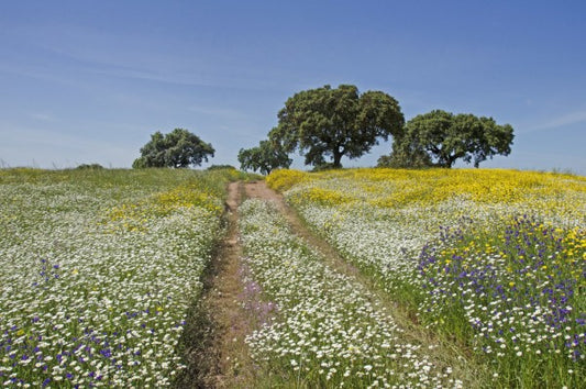 輸入壁紙 カスタム壁紙 PHOTOWALL / Cork Oaks and Flowering Meadow (e23648)