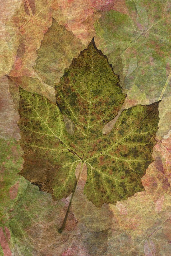 輸入壁紙 カスタム壁紙 PHOTOWALL / Fallen Grape Leaf Pattern (e23722)