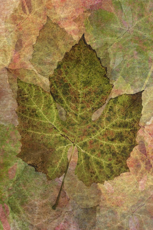 輸入壁紙 カスタム壁紙 PHOTOWALL / Fallen Grape Leaf Pattern (e23722)