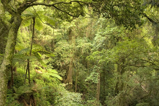 輸入壁紙 カスタム壁紙 PHOTOWALL / Bunya Mountains National Park (e40185)