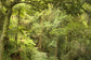 輸入壁紙 カスタム壁紙 PHOTOWALL / Bunya Mountains National Park (e40185)