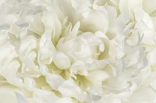 輸入壁紙 カスタム壁紙 PHOTOWALL / Ivory White Peony (e23730)