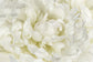 輸入壁紙 カスタム壁紙 PHOTOWALL / Ivory White Peony (e23730)