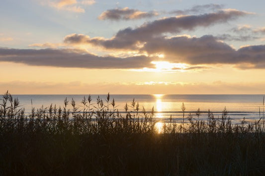 輸入壁紙 カスタム壁紙 PHOTOWALL / Grass and Sunset - Gotland (e23781)