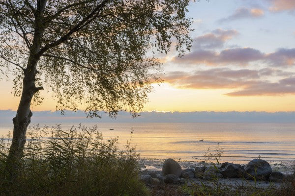 輸入壁紙 カスタム壁紙 PHOTOWALL / Tree at Sunset - Gotland (e23787)