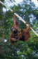 輸入壁紙 カスタム壁紙 PHOTOWALL / Climbing Orangutan (e23789)