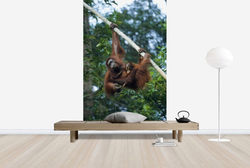 輸入壁紙 カスタム壁紙 PHOTOWALL / Climbing Orangutan (e23789)