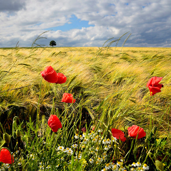 輸入壁紙 カスタム壁紙 PHOTOWALL / Velvety Barley and Poppies Field (e23871)