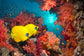 輸入壁紙 カスタム壁紙 PHOTOWALL / Butterfly Fish and Red Corals (e23892)