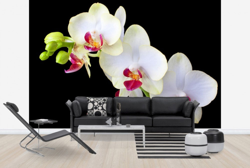 輸入壁紙 カスタム壁紙 PHOTOWALL / White Orchids on Black Background (e24047)