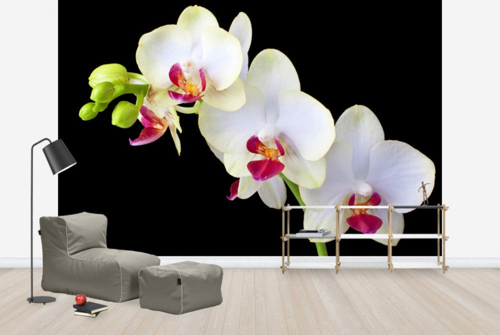 輸入壁紙 カスタム壁紙 PHOTOWALL / White Orchids on Black Background (e24047)