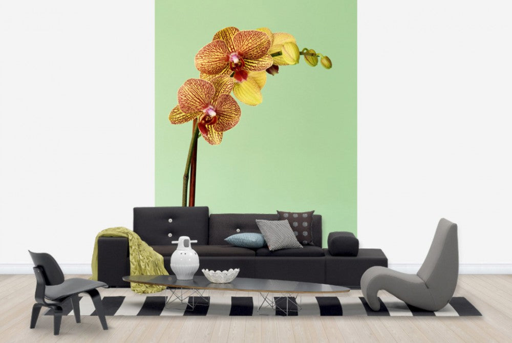 輸入壁紙 カスタム壁紙 PHOTOWALL / Yellow Phalaenopsis Orchid (e24098)