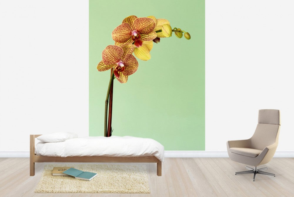 輸入壁紙 カスタム壁紙 PHOTOWALL / Yellow Phalaenopsis Orchid (e24098)