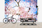 輸入壁紙 カスタム壁紙 PHOTOWALL / Weeping Cherry Tree (e24104)