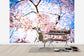 輸入壁紙 カスタム壁紙 PHOTOWALL / Weeping Cherry Tree (e24104)