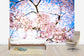 輸入壁紙 カスタム壁紙 PHOTOWALL / Weeping Cherry Tree (e24104)