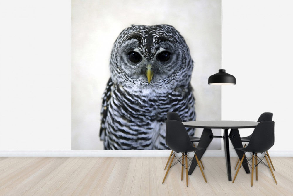 輸入壁紙 カスタム壁紙 PHOTOWALL / Rufous Legged Owl (e24132)