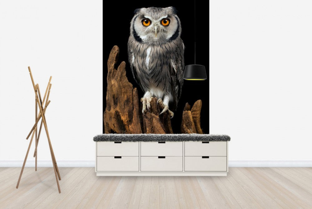 輸入壁紙 カスタム壁紙 PHOTOWALL / White Faced Owl (e24368)