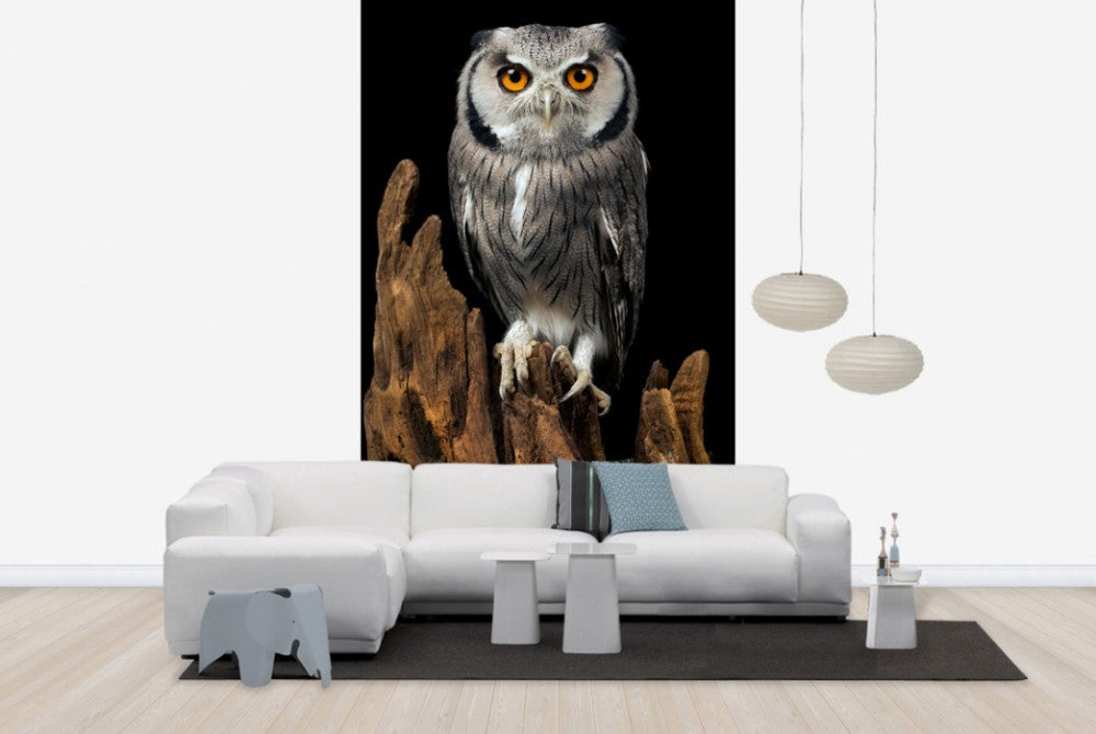 輸入壁紙 カスタム壁紙 PHOTOWALL / White Faced Owl (e24368)