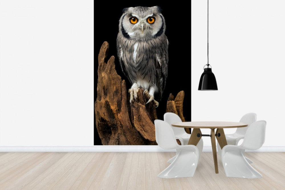 輸入壁紙 カスタム壁紙 PHOTOWALL / White Faced Owl (e24368)