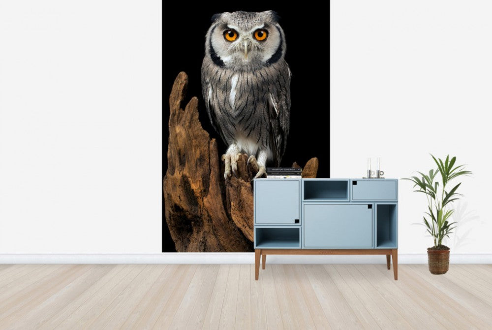 輸入壁紙 カスタム壁紙 PHOTOWALL / White Faced Owl (e24368)