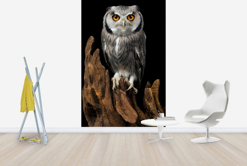 輸入壁紙 カスタム壁紙 PHOTOWALL / White Faced Owl (e24368)