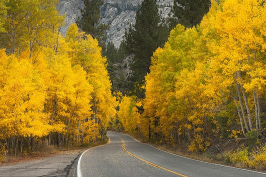 輸入壁紙 カスタム壁紙 PHOTOWALL / Eastern Sierra Autumn Landscape (e24564)