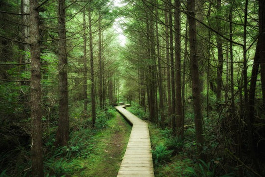 輸入壁紙 カスタム壁紙 PHOTOWALL / Footbridge into Vancouver Island (e24614)