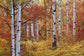 輸入壁紙 カスタム壁紙 PHOTOWALL / Autumn Birches of the Rocky Mountains (e24622)