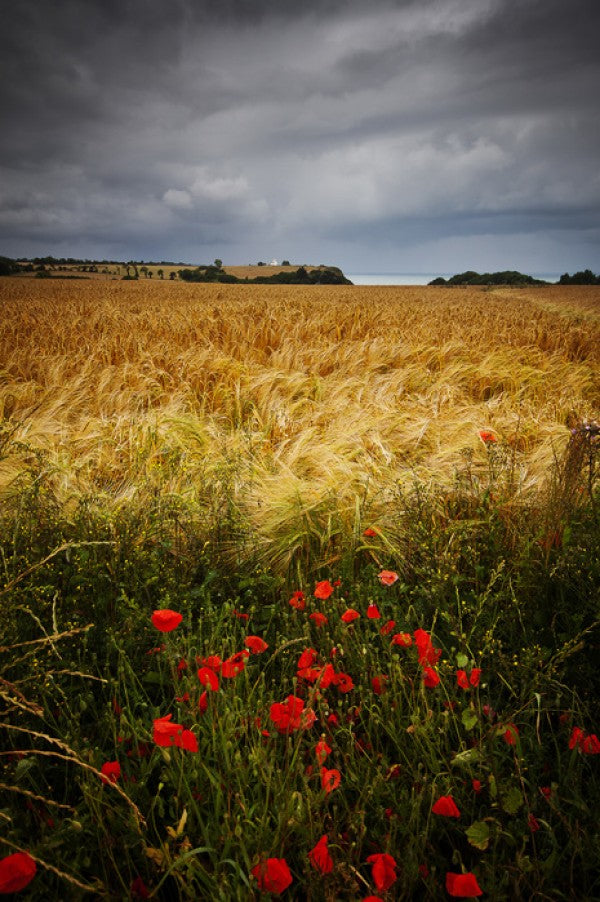 輸入壁紙 カスタム壁紙 PHOTOWALL / Poppies and Hay Field (e24666)