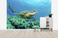 輸入壁紙 カスタム壁紙 PHOTOWALL / Sea Turtle in Coral (e24724)