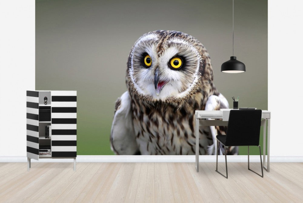 輸入壁紙 カスタム壁紙 PHOTOWALL / Short-Eared Owl (e24747)