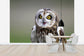 輸入壁紙 カスタム壁紙 PHOTOWALL / Short-Eared Owl (e24747)