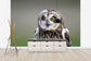 輸入壁紙 カスタム壁紙 PHOTOWALL / Short-Eared Owl (e24747)