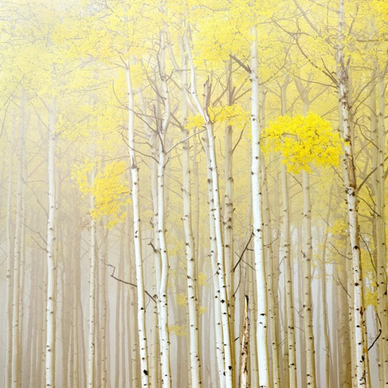 輸入壁紙 カスタム壁紙 PHOTOWALL / Aspens in Fog (e40236)