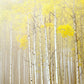 輸入壁紙 カスタム壁紙 PHOTOWALL / Aspens in Fog (e40236)