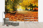 輸入壁紙 カスタム壁紙 PHOTOWALL / Autumn Park (e40260)