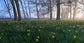 輸入壁紙 カスタム壁紙 PHOTOWALL / Daffodils in Early Morning (e40401)